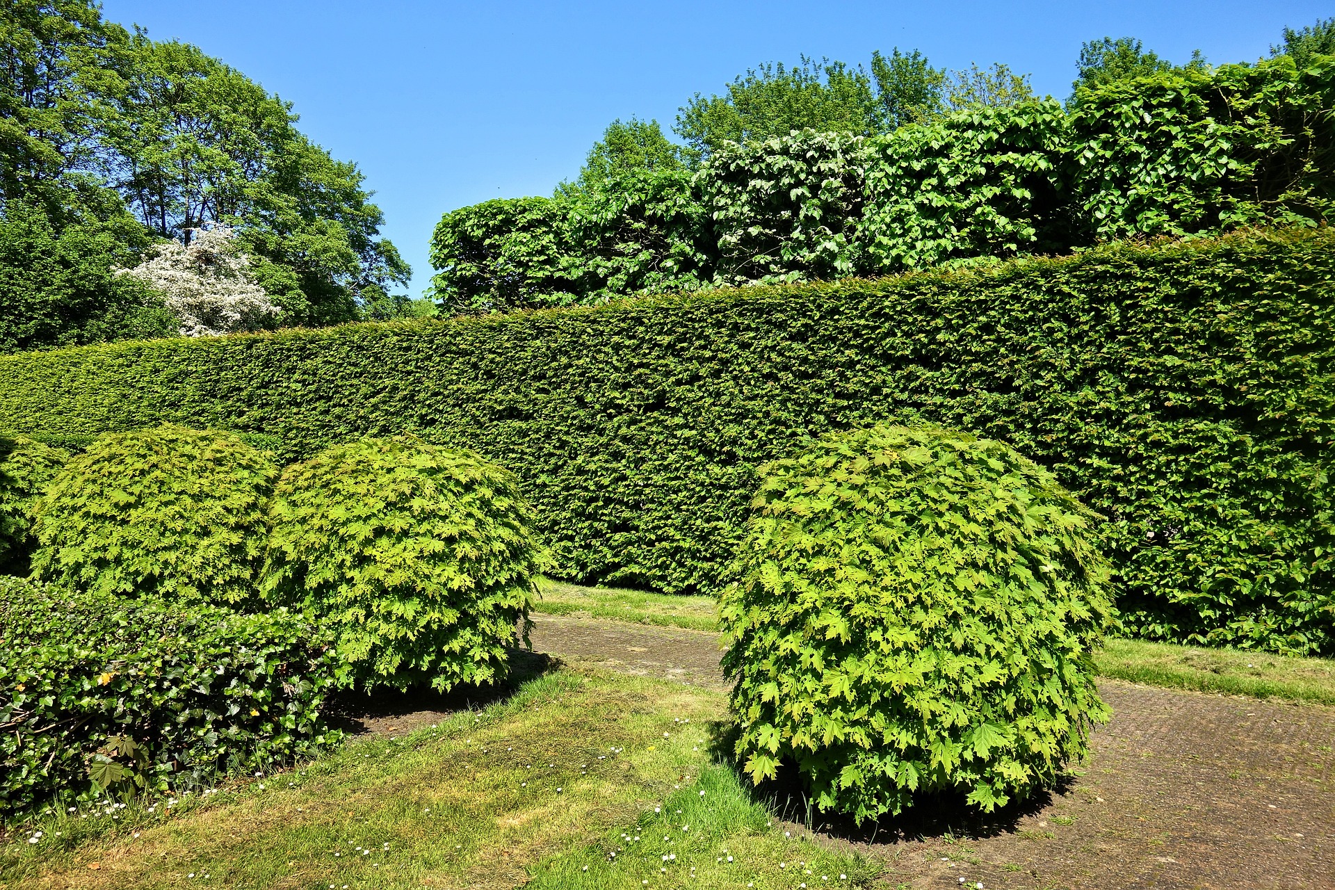 Haie De Jardin Pousse Rapide