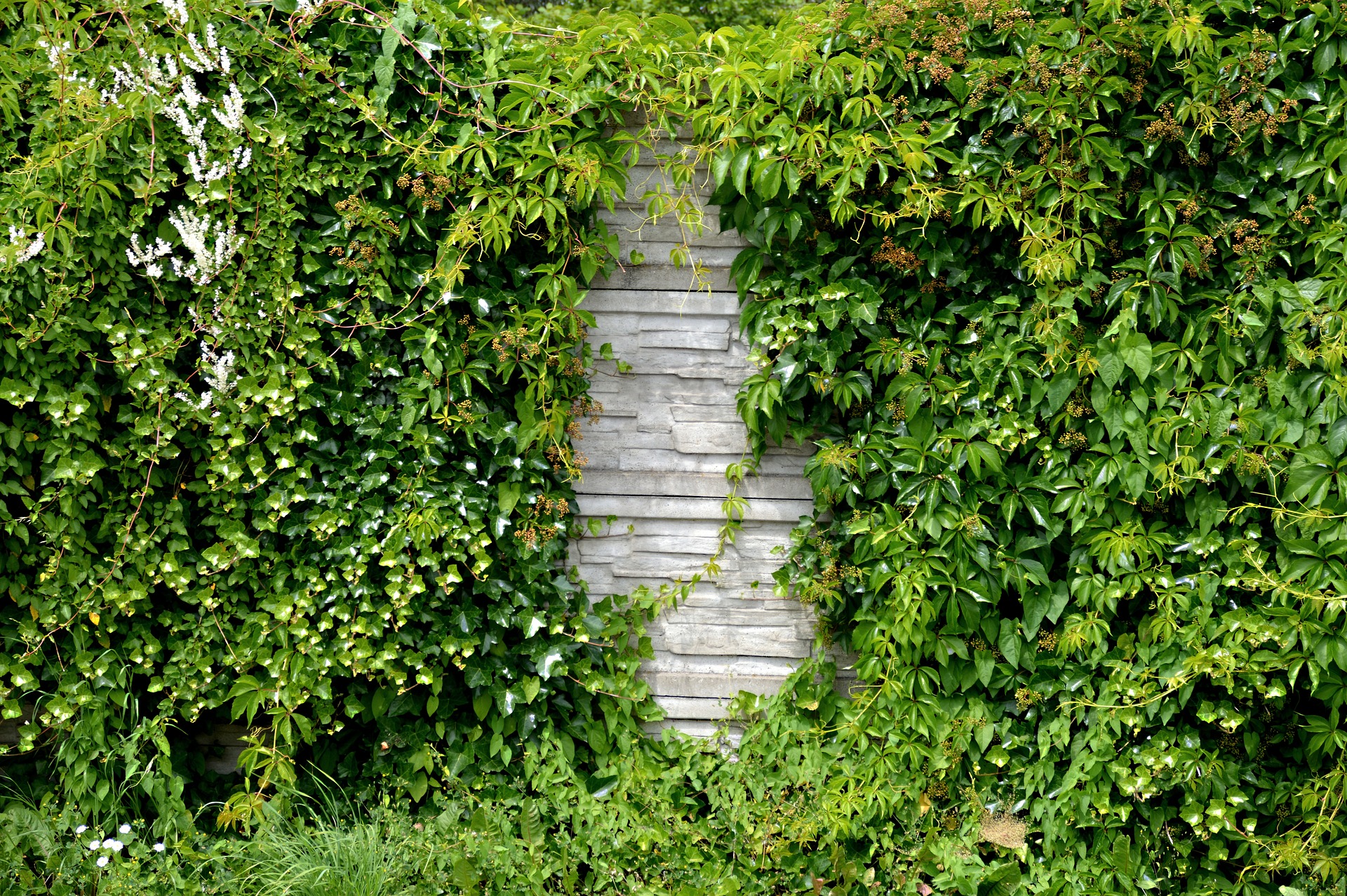 habiller un mur extérieur avec des plantes