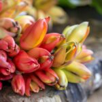 Ce légume oublié se sème en avril et pousse tout seul, même en terre pauvre