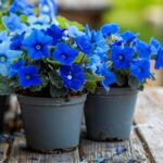 10 Fleurs bleues parfaites à planter en avril pour un jardin apaisant et harmonieux