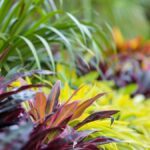 Ce couvre-sol original transforme le jardin en tableau vivant toute l’année