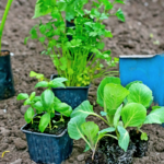 3 Légumes à semer en avril pour des récoltes spectaculaires cet été