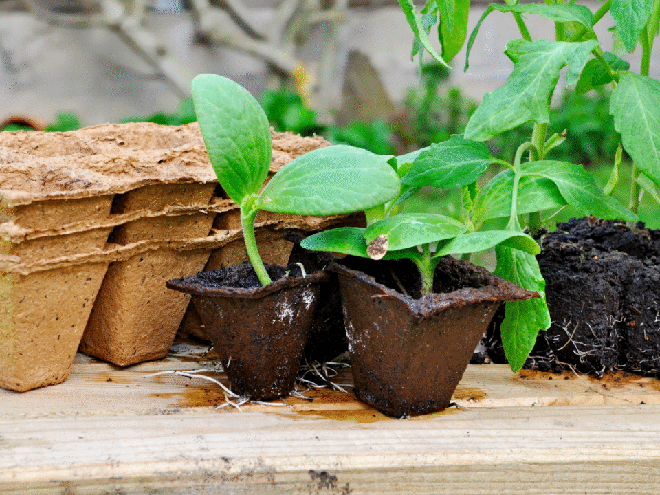 Fin mai au potager : 3 légumes à planter pour récolter dès juillet (même sans serre)