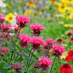 Cette plante aromatique pousse toute seule et garde votre sol impeccable