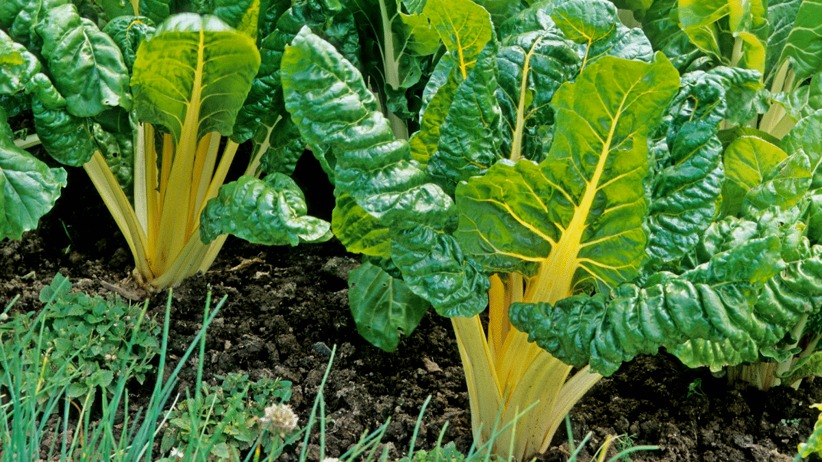 Je pensais que ce légume ne servait plus à rien… c’est devenu mon chouchou en période de sécheresse