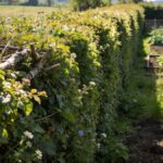 Vieille haie champetre tres haute longeant un jardin de campagne