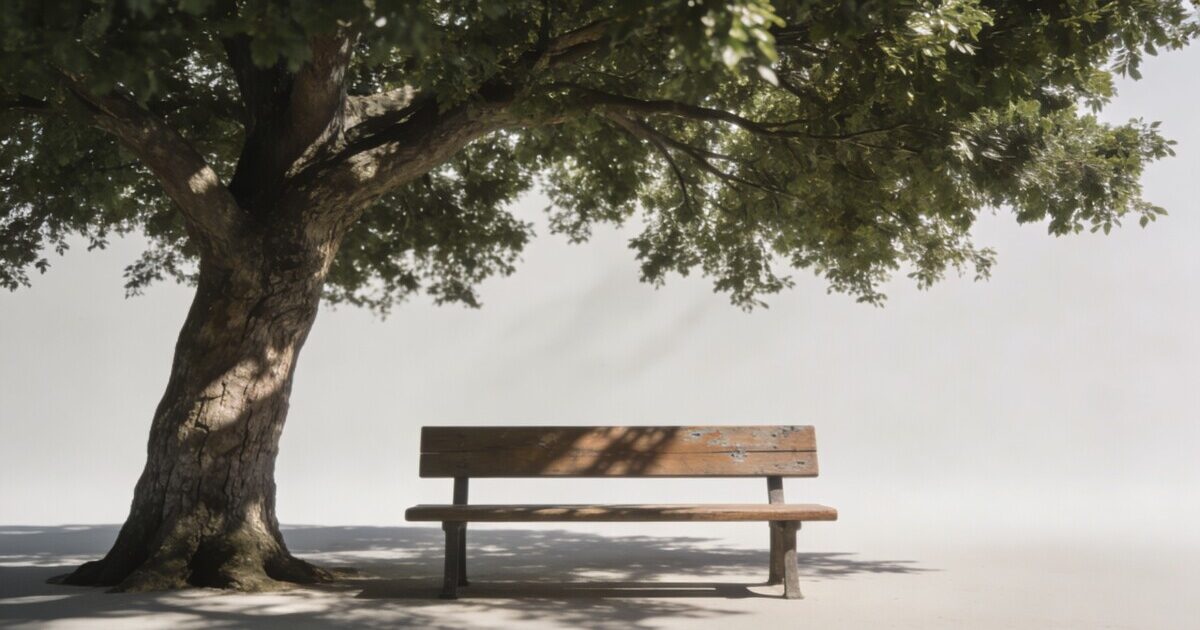 Grand arbre large couronne ombrageant banc vide