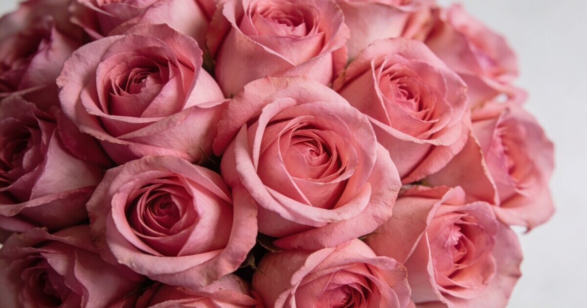 gros plan bouquet serre de fleurs roses