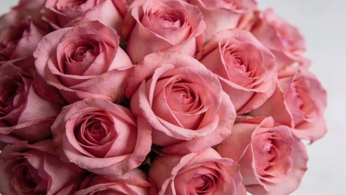 gros plan bouquet serre de fleurs roses