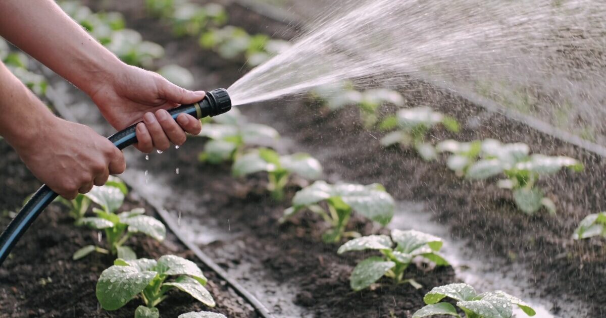 Mains arrosant un potager au tuyau goutte a goutte