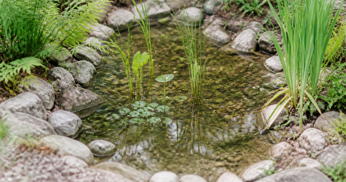 Bassin d'eau peu profond entouré de pierres et plantes aquatiques