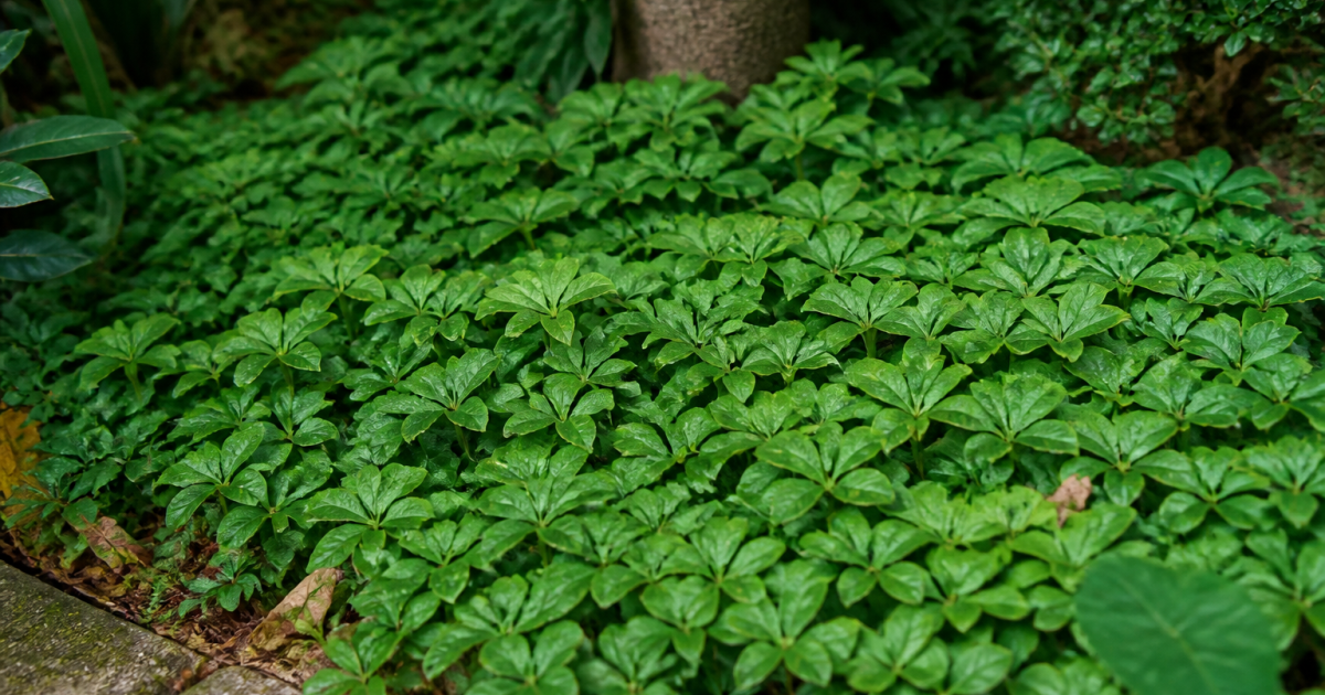 Plantes basses couvrant densement le sol du jardin