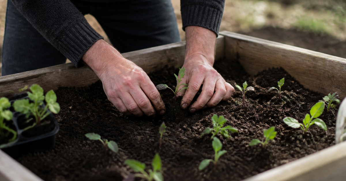 Mains plantant semis dans bacs sureleves au sol