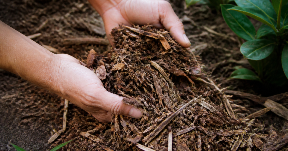 Mains étalant paillis brun épais sur sol de jardin