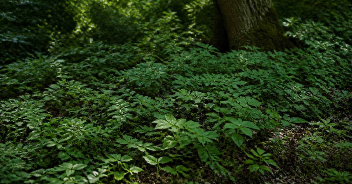 Feuillage vert dense croissant sous ombre arboree au sol